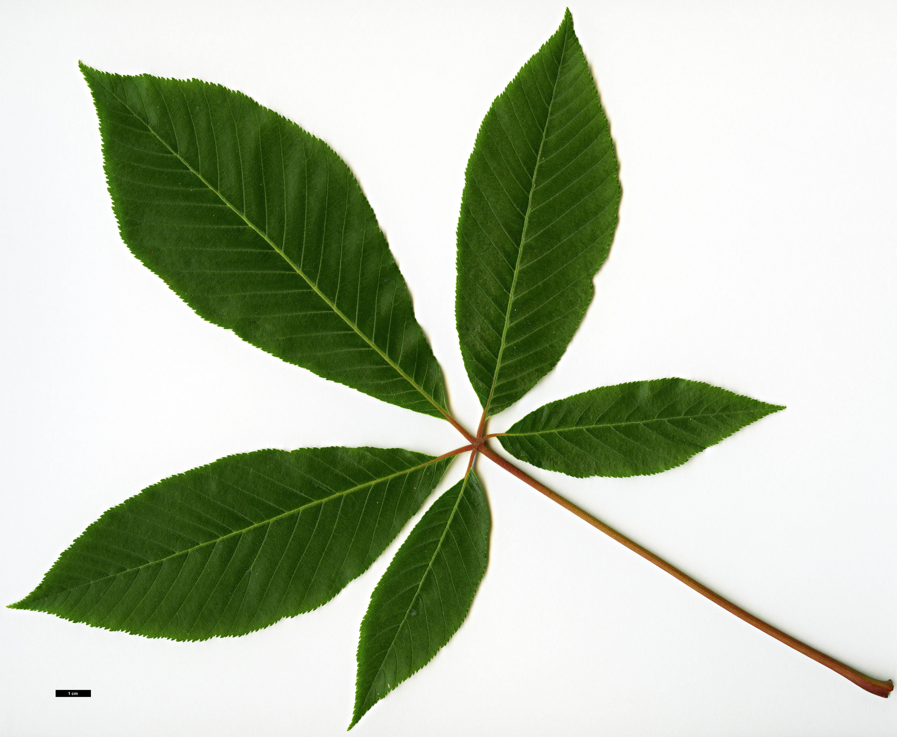 High resolution image: Family: Sapindaceae - Genus: Aesculus - Taxon: pavia - SpeciesSub: 'Splendens'